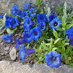 Coraline -koblach, 6-10 P, 3 Schlafzimmer, Kueche, Riesige Terrasse, Parkplatz, Wifi, Stellplatz