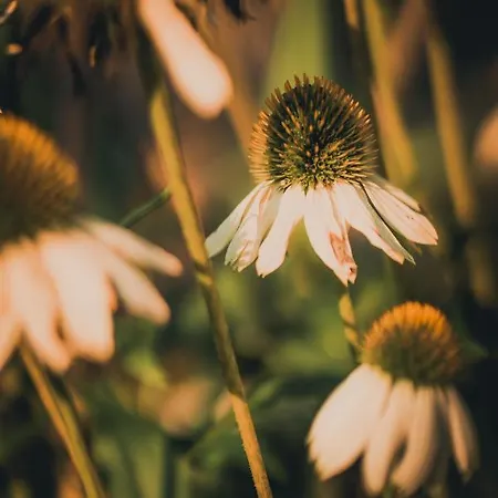 Coraline -koblach, 6-10 P, 3 Schlafzimmer, Kueche, Riesige Terrasse, Parkplatz, Wifi, Stellplatz Appartamento