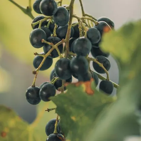 Coraline -koblach, 6-10 P, 3 Schlafzimmer, Kueche, Riesige Terrasse, Parkplatz, Wifi, Stellplatz * Koblach