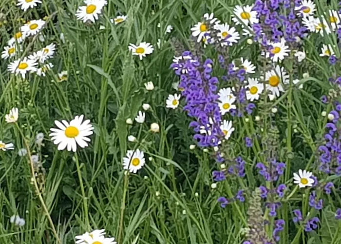 Apartamento Coraline -koblach *