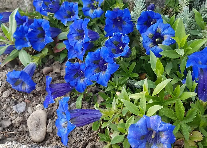 Coraline -koblach, 6-10 P, 3 Schlafzimmer, Kueche, Riesige Terrasse, Parkplatz, Wifi, Stellplatz